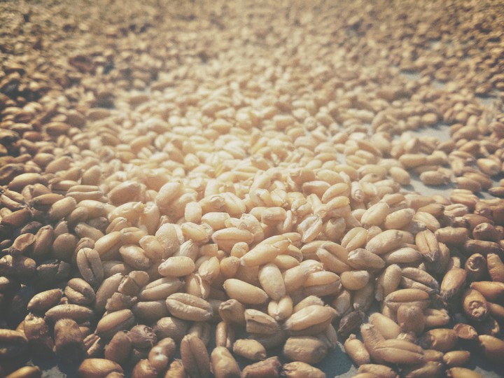 #Wheat grains...