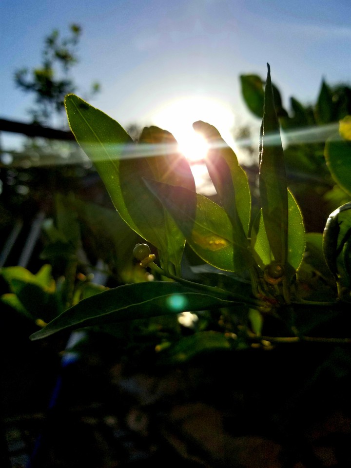 sunshine