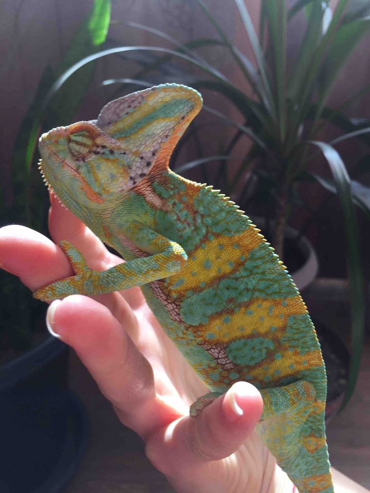 Big Chamelion on the hand