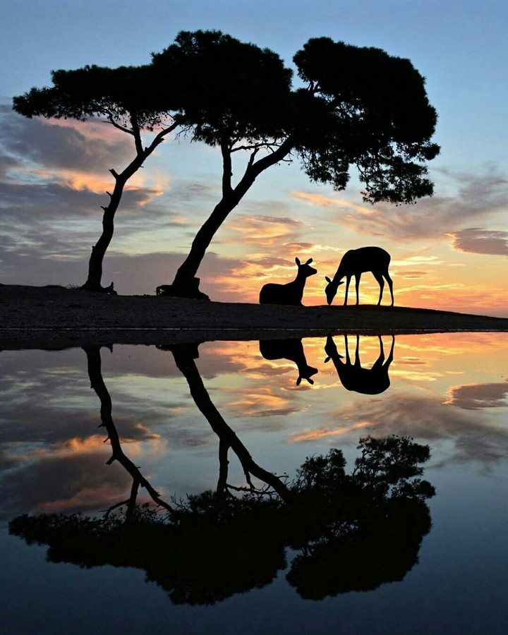 reflection