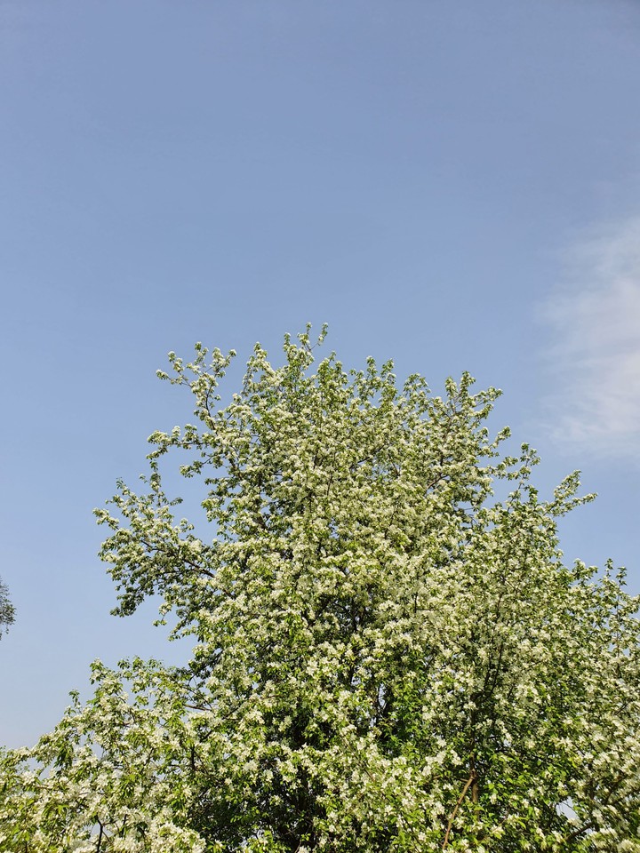 apple tree