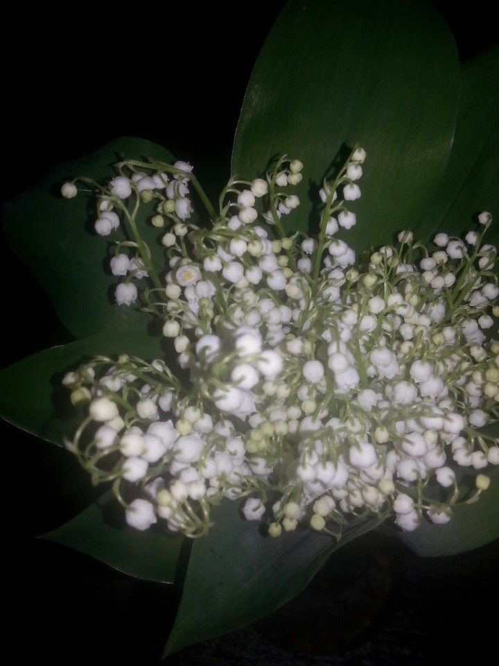 Lily of the valley