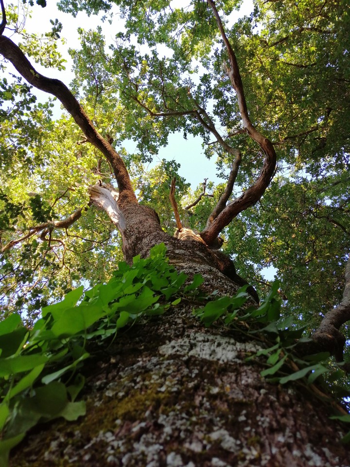 tree