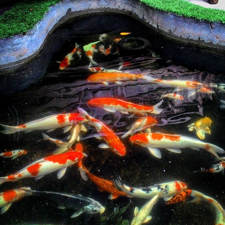 KOI