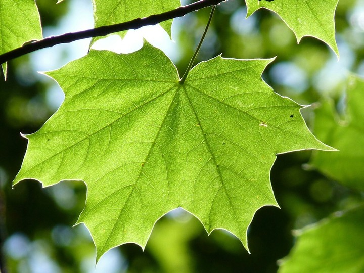 Leaf grape