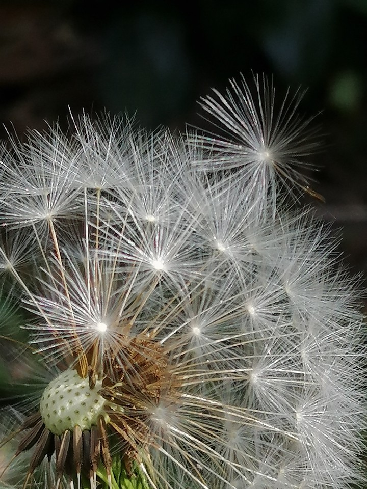 Dandelion 2