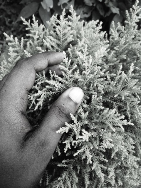 nature