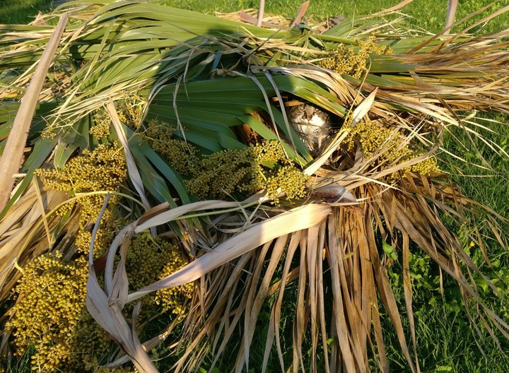hidden cat