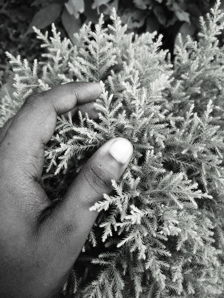 nature