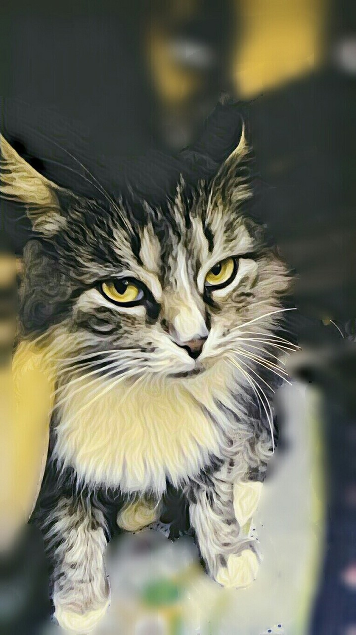 gatos