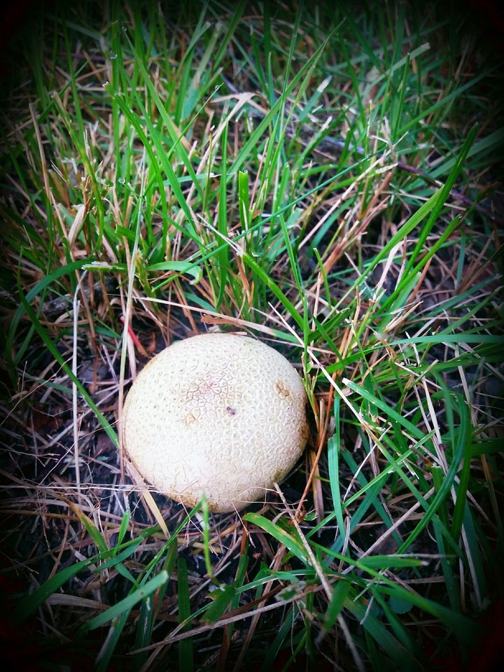 mushroom