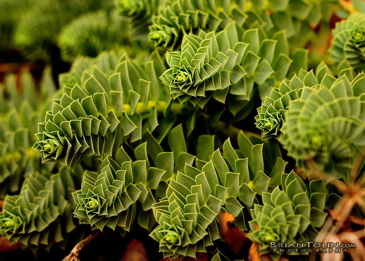 green leaves