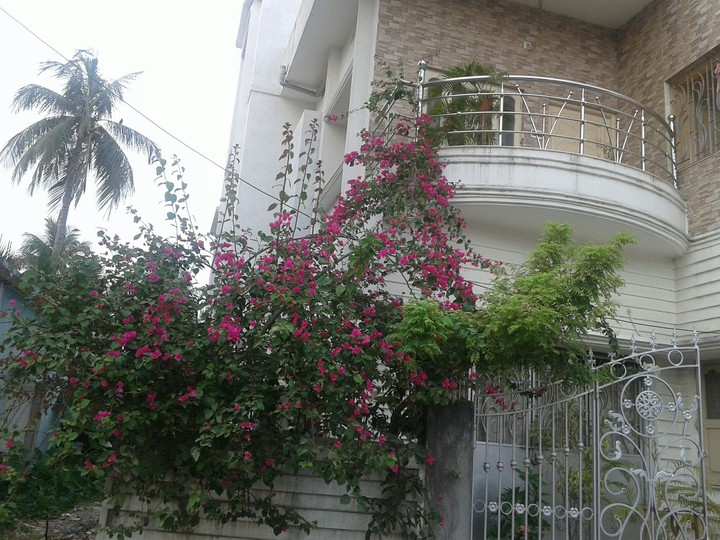 unkown flower in my house