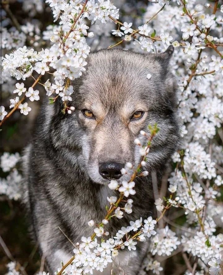 wolf