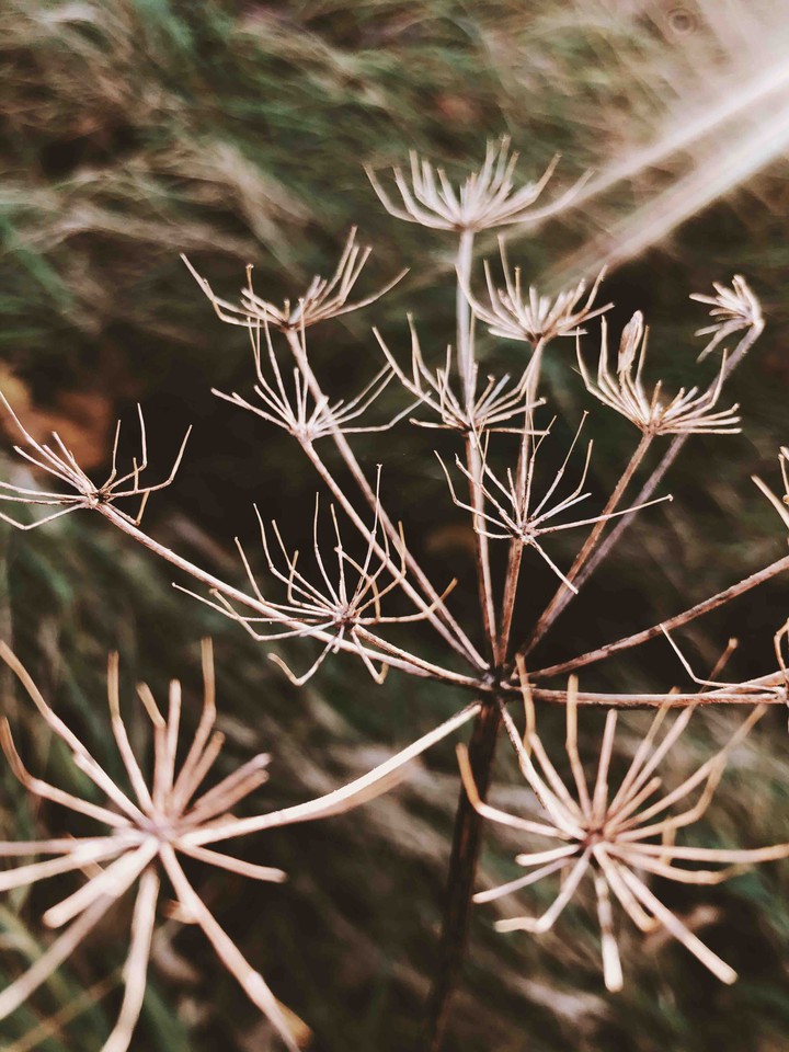 Old flower