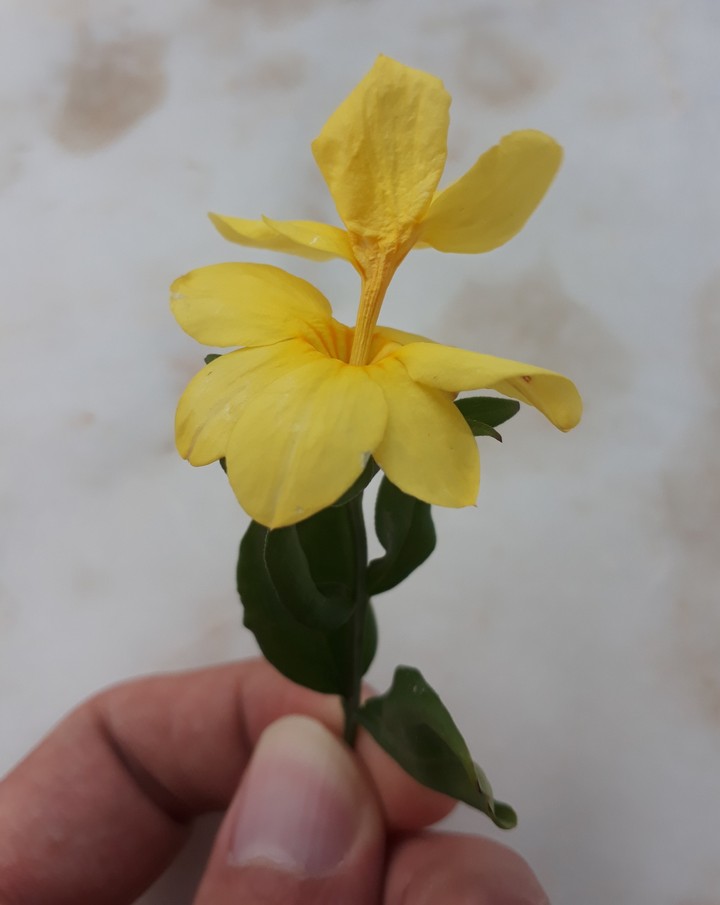 Sarı Çiçek (Natural)