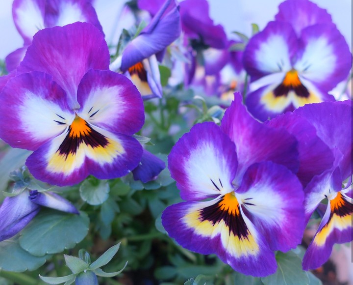 violet tree colors