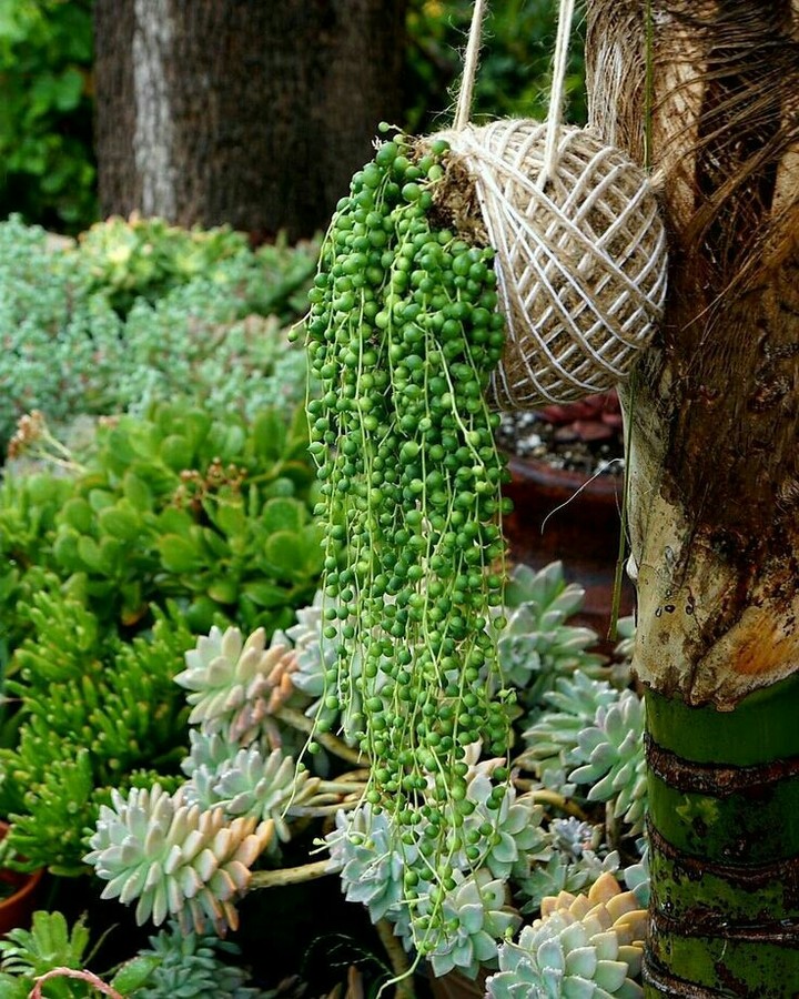 Succulents