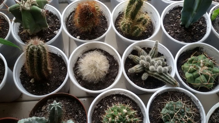 cactus