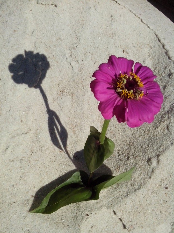 Purple flower..