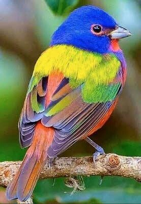 birds