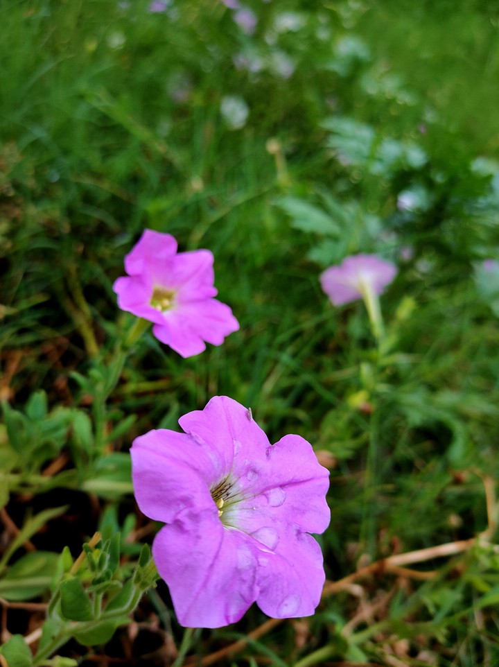 macro photography