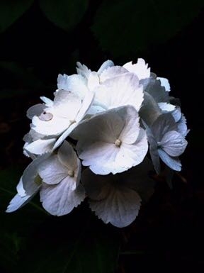 Lieblingsblume