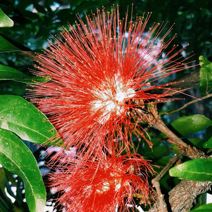 flor vermelha de um arbusto
