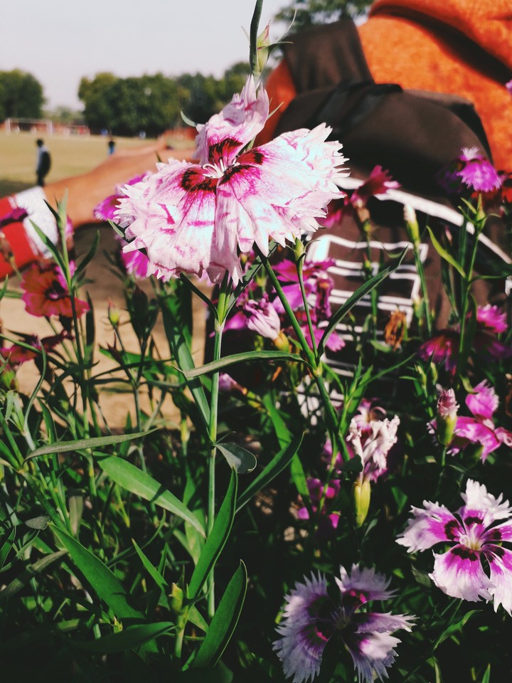 nature's beauty
