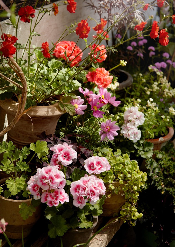 flowers