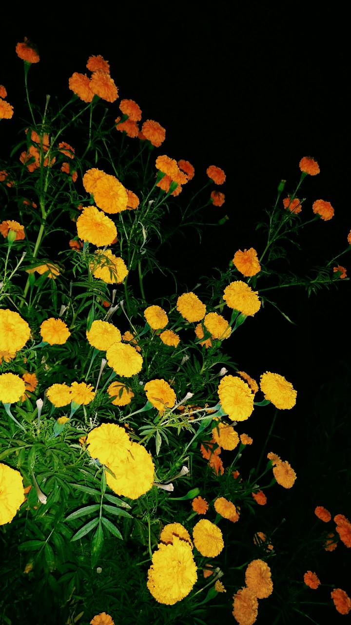1 plant