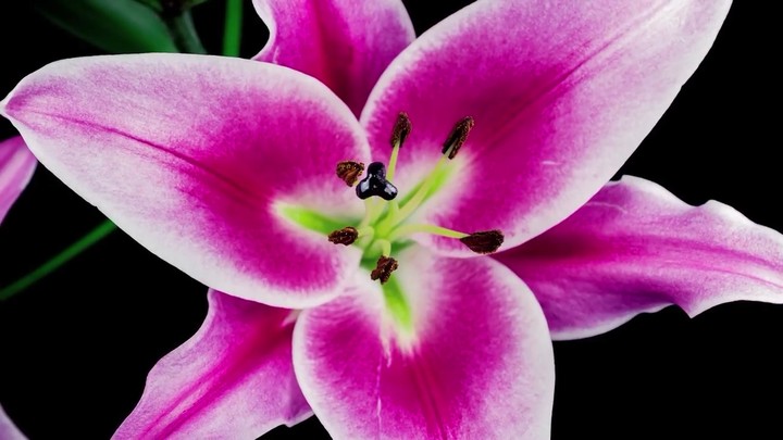 bloosom