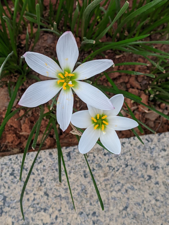 white flower