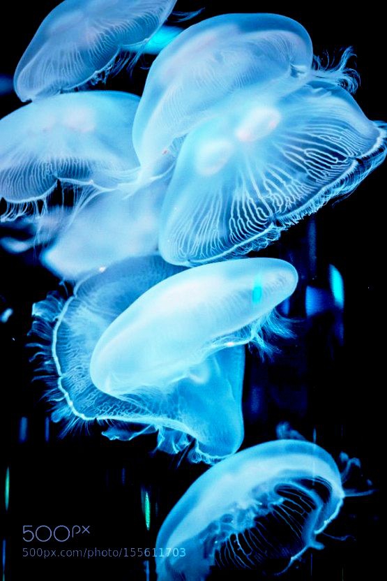 Jellyfish