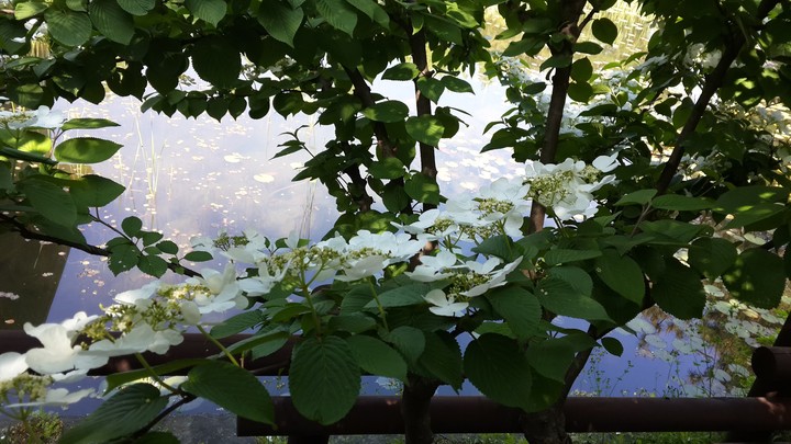 Flower On Water