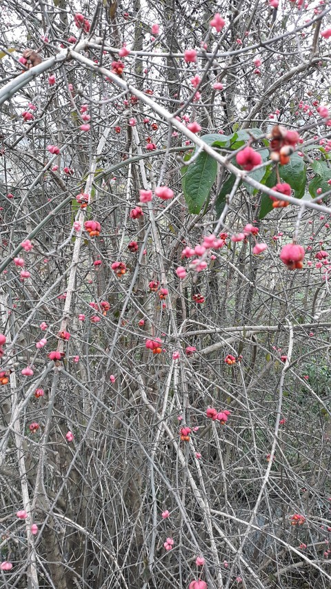hình nền spring, shrub