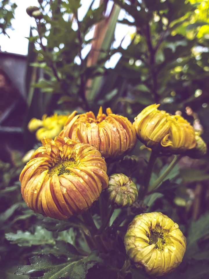 flowers