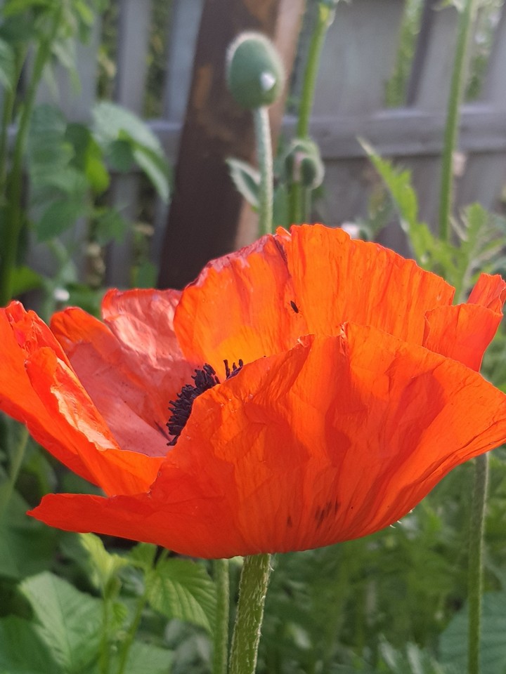 poppy flower