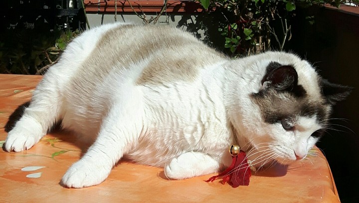 Azzurra al sole