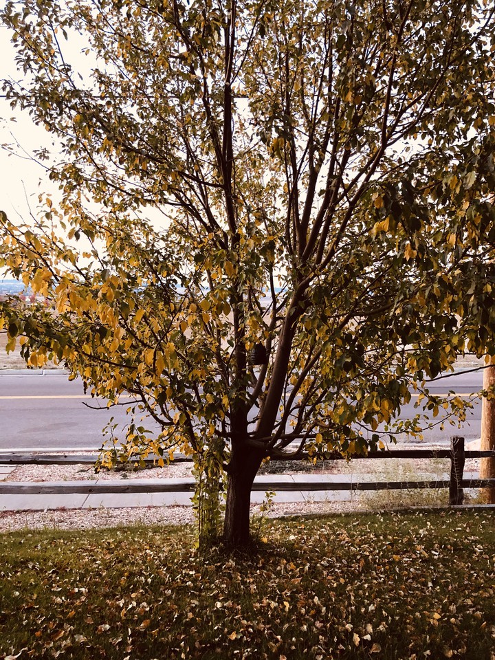 Fall