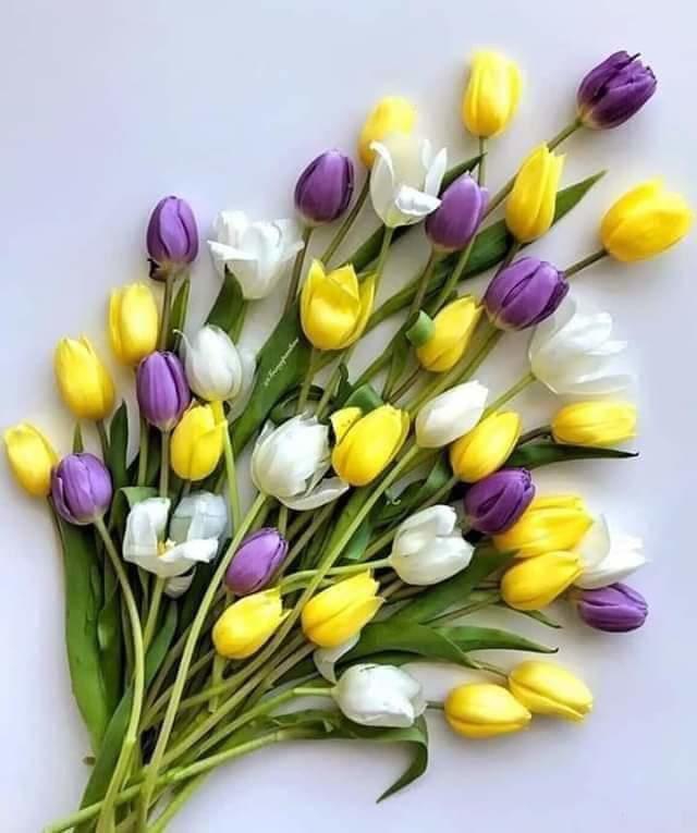 colors