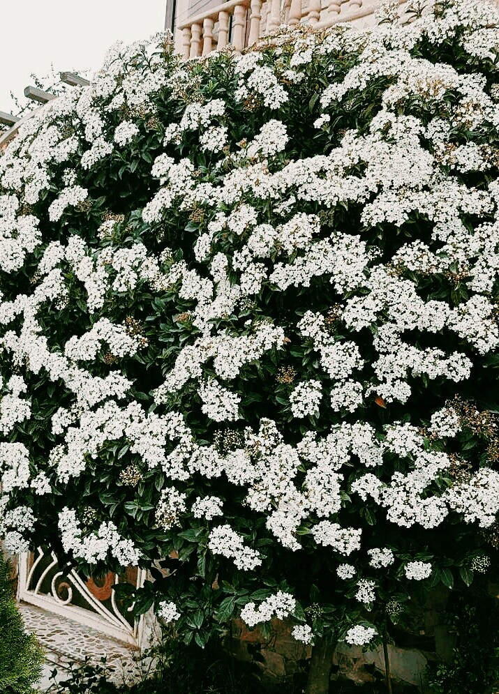 #white #flower #nature