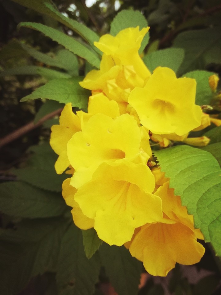Summery Yellow