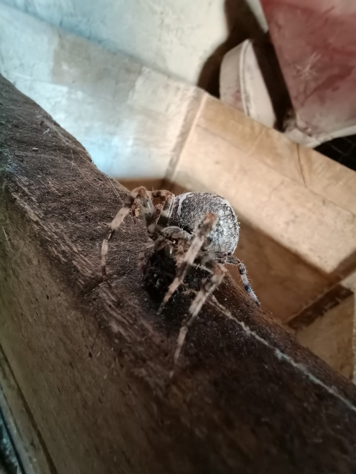 spider