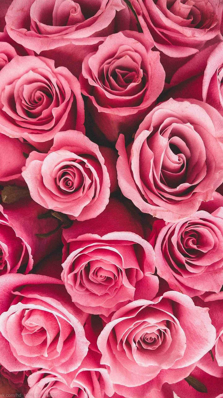 Pink roses