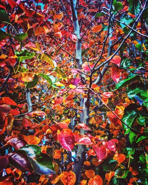 Autumn colors