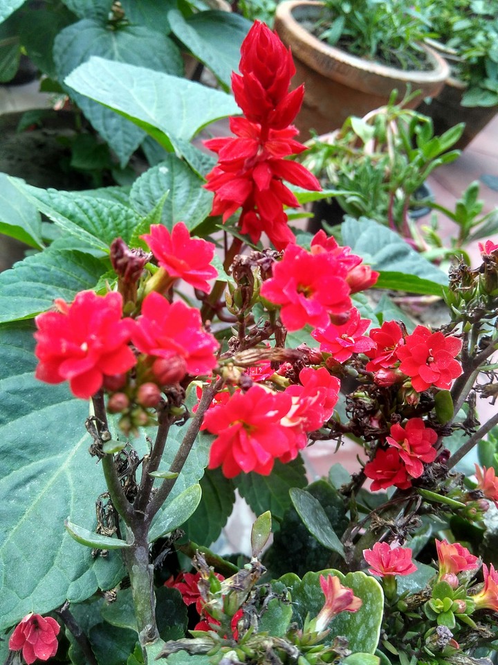 red flowers