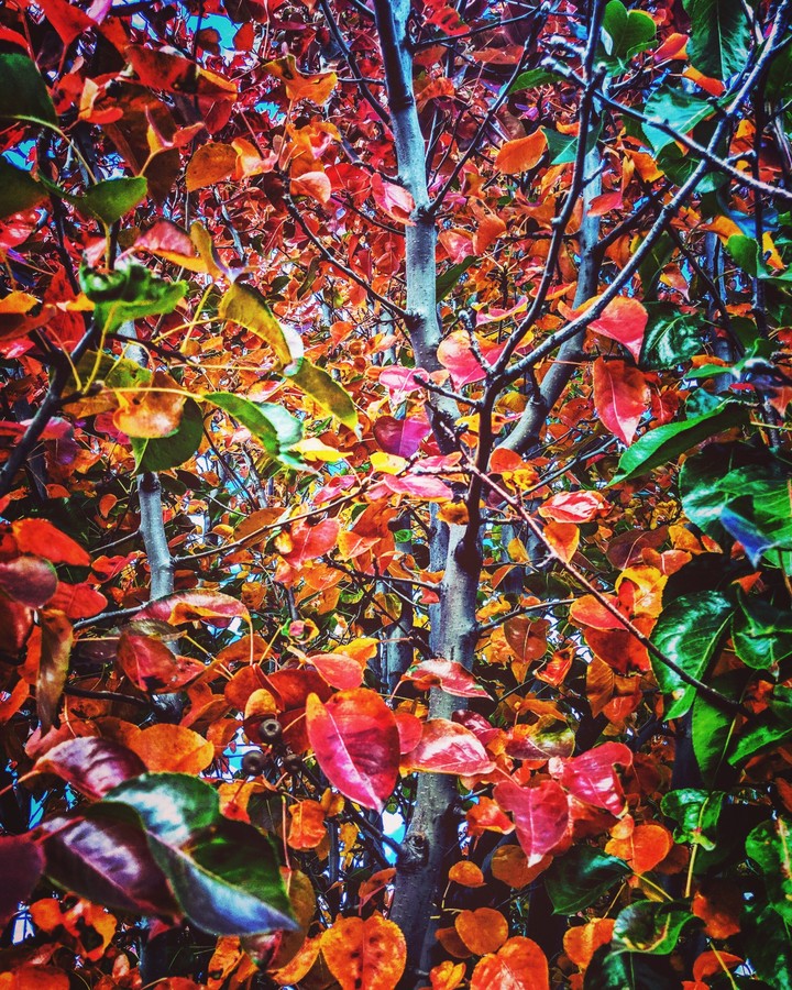 Autumn colors