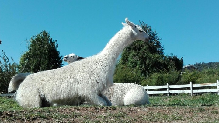 Alpacas in Puerto Varas City