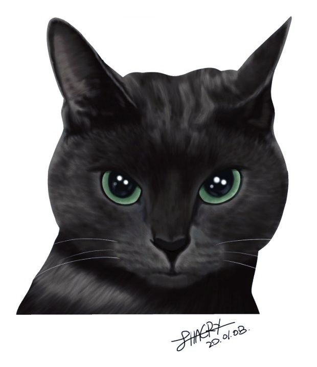cat illustration